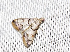 Odontiinae