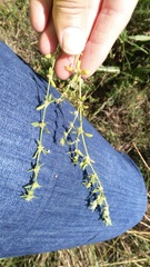 Galium virgatum