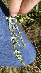 Galium virgatum