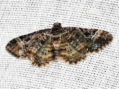 Melanthia ustiplaga