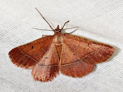 Drepanogynis chromatina