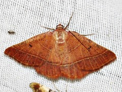 Drepanogynis chromatina