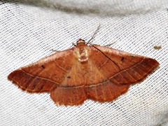 Drepanogynis chromatina