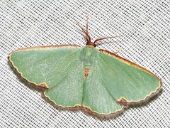 Heterorachis devocata