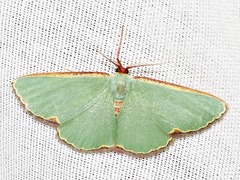 Heterorachis devocata