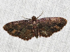Horisme pallidimacula