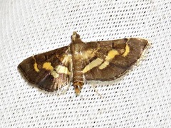 Syngamia