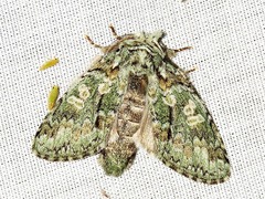 Desmeocraera octoginta