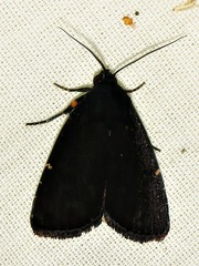 Callyna nigerrima