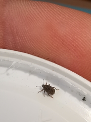 Trichosirocalus troglodytes