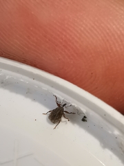 Trichosirocalus troglodytes