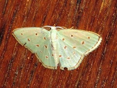 Comostolopsis stillata