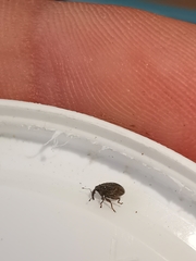 Trichosirocalus troglodytes