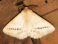 Phiala