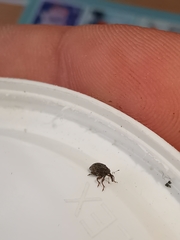 Trichosirocalus troglodytes