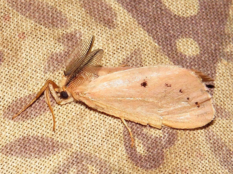 Laelia subrosea