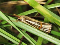 Aurotalis nigrisquamalis