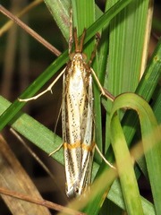 Aurotalis nigrisquamalis