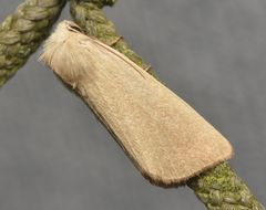 Arenostola phragmitidis