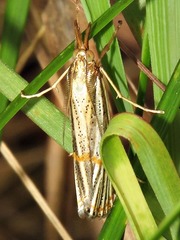 Aurotalis nigrisquamalis