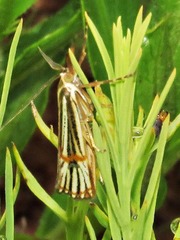 Aurotalis nigrisquamalis