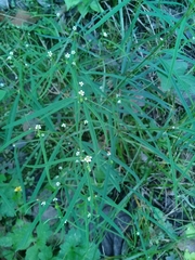 Euphorbia montereyana