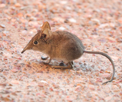 Elephantulus myurus