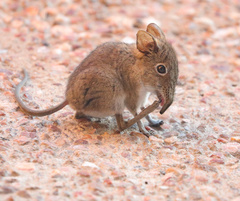 Elephantulus myurus