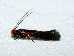 Craniosara pyrotricha