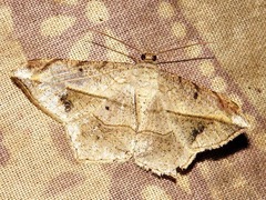 Chiasmia simplicilinea