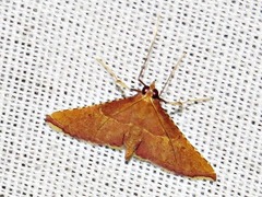 Endotricha erythralis