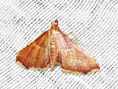 Endotricha erythralis