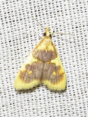 Sameodesma xanthocraspia