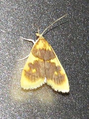 Sameodesma xanthocraspia