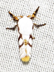 Parapluda invitabilis