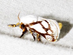 Parapluda invitabilis