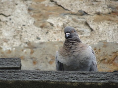 Columba livia domestica