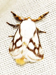 Parapluda invitabilis