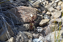 Gentianella stellata
