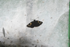 Dalla