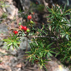 Acrothamnus melaleucoides