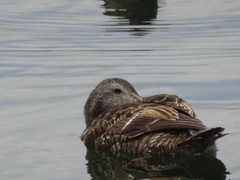 Somateria mollissima