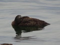 Somateria mollissima