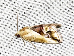 Lithacodia caffristis