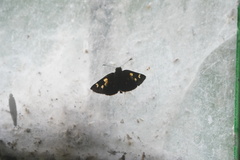 Dalla