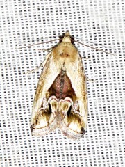 Lithacodia caffristis