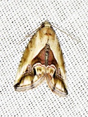 Lithacodia caffristis