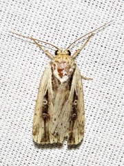 Axylia annularis