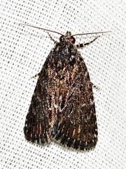 Hadjina carcaroda