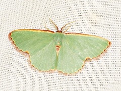 Heterorachis devocata